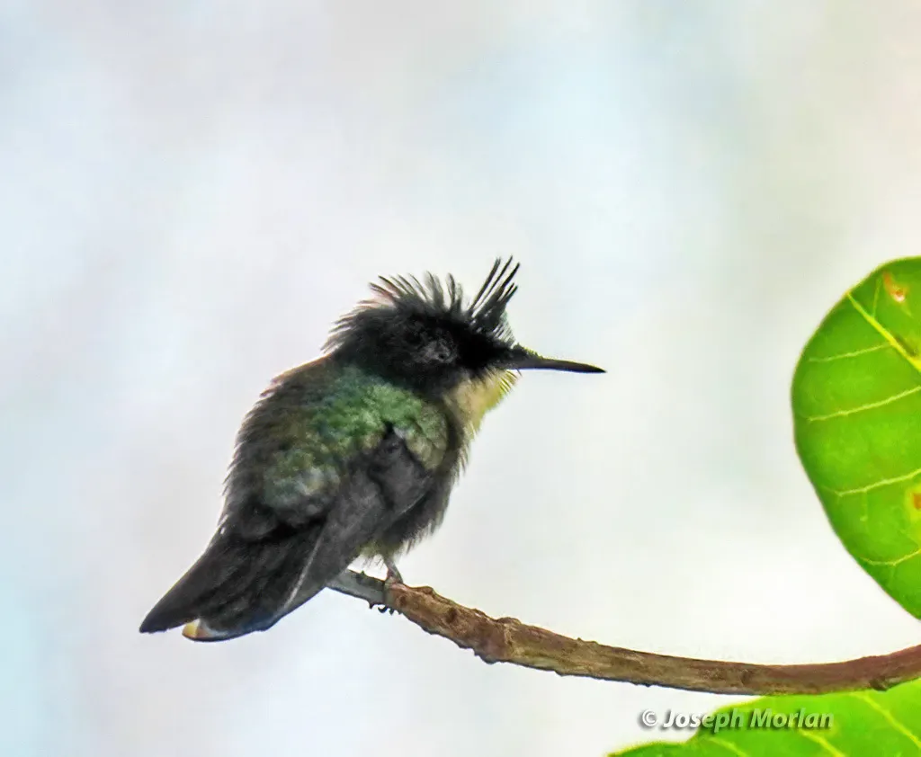 凤头蜂鸟(Orthorhyncus cristatus)