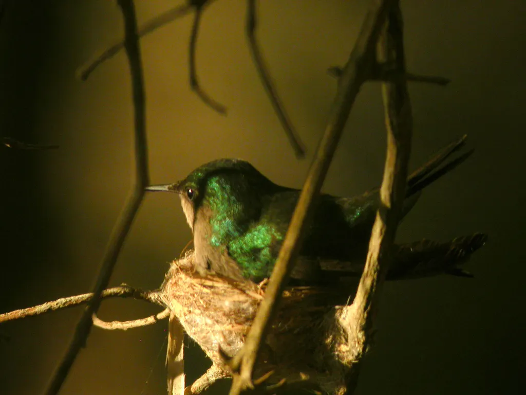 凤头蜂鸟(Orthorhyncus cristatus)