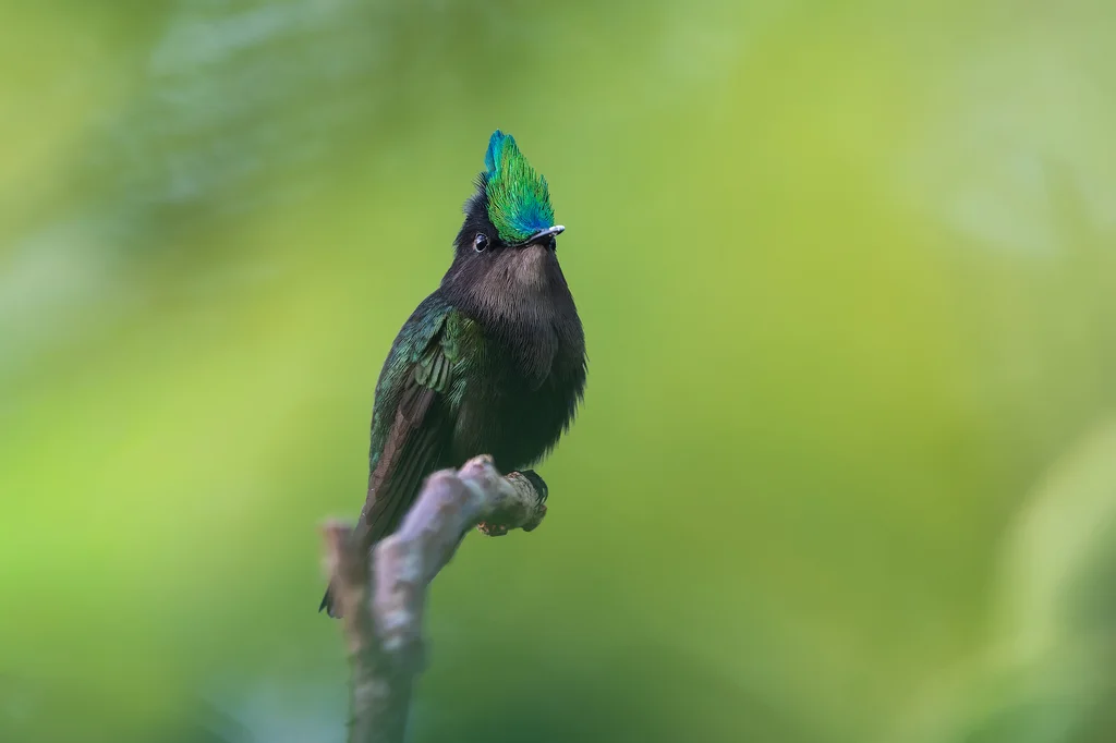 凤头蜂鸟(Orthorhyncus cristatus)