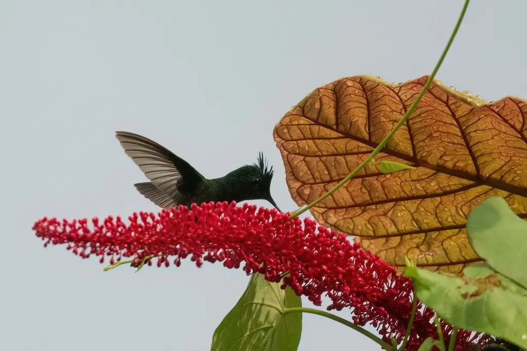 凤头蜂鸟(Orthorhyncus cristatus)