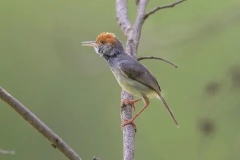 柬埔寨缝叶莺