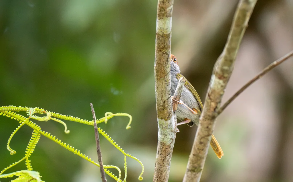 绿背缝叶莺(Orthotomus chloronotus)