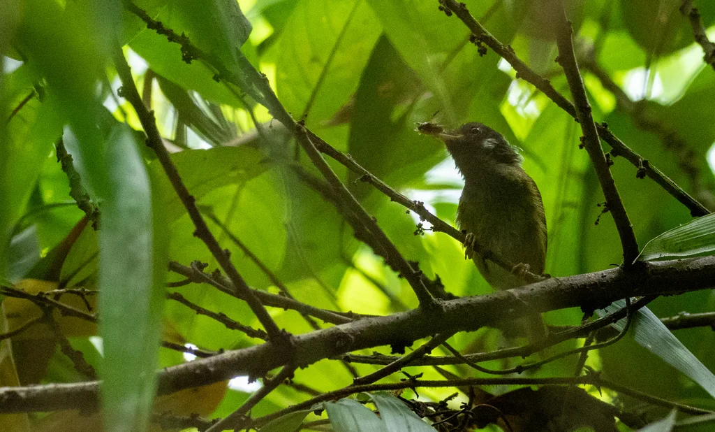 白耳缝叶莺（Orthotomus cinereiceps）