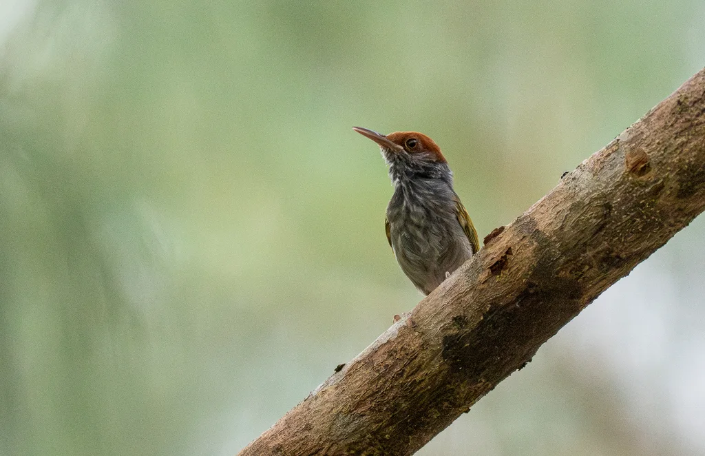 灰背缝叶莺(Orthotomus derbianus)