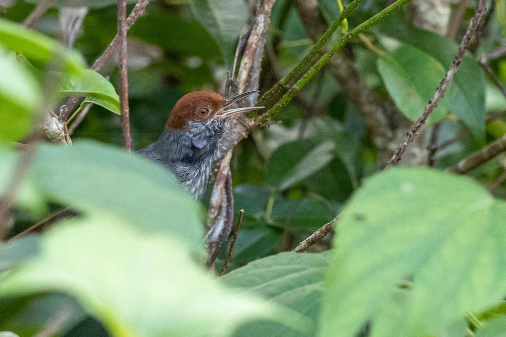 灰背缝叶莺(Orthotomus derbianus)