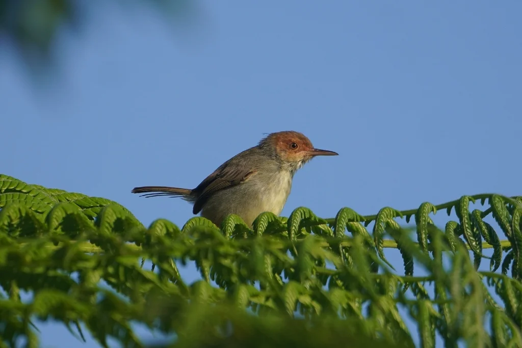 爪哇缝叶莺(Orthotomus sepium)