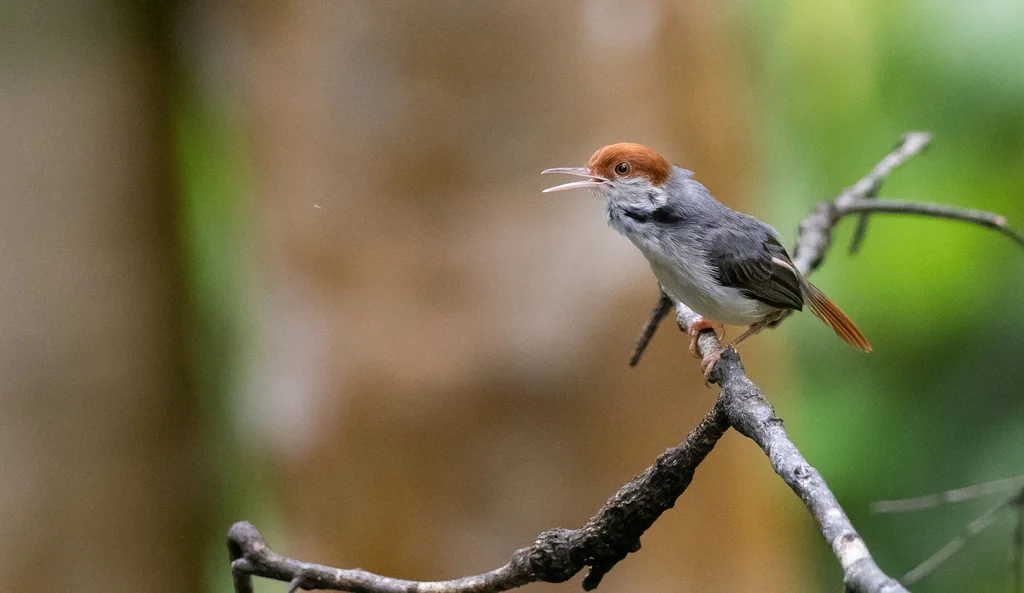 红头缝叶莺(Orthotomus sericeus)