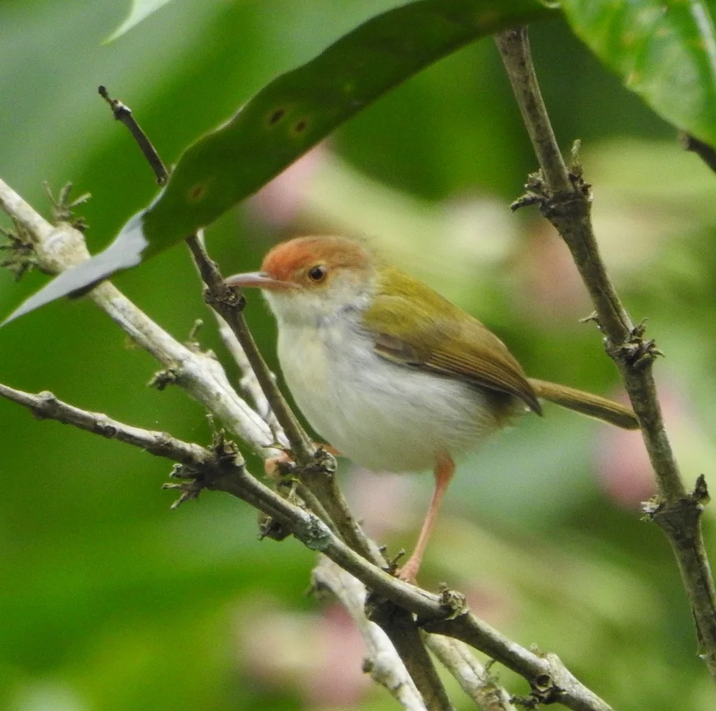 长尾缝叶莺（Orthotomus sutorius）