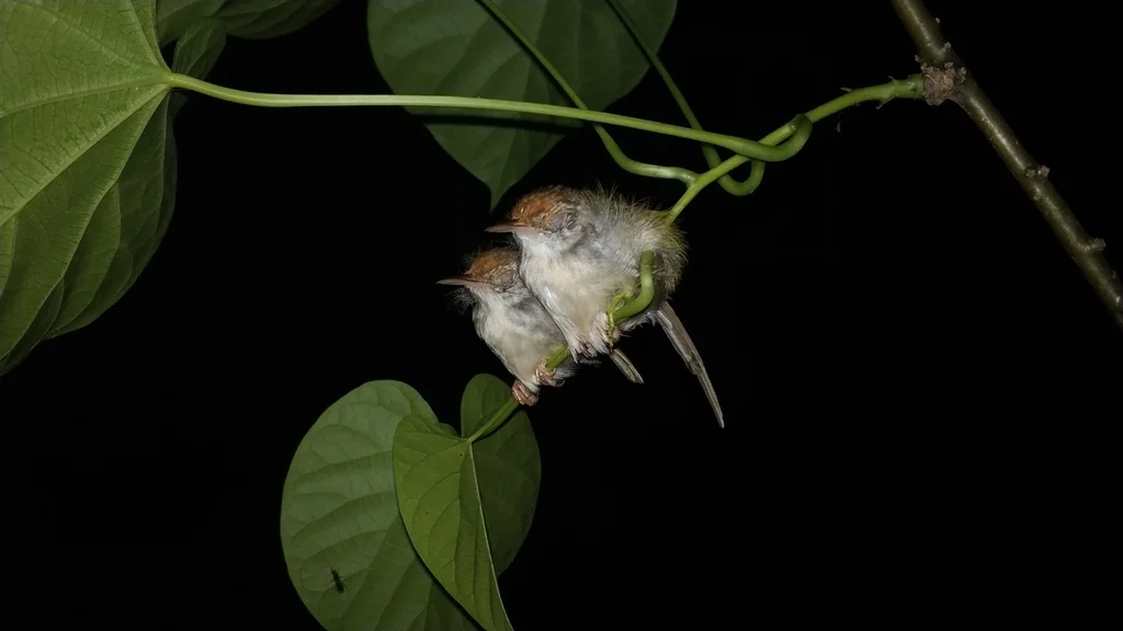 长尾缝叶莺（Orthotomus sutorius）
