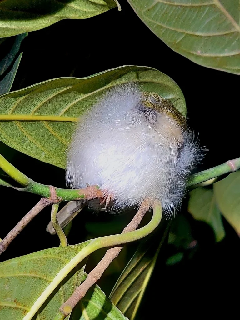长尾缝叶莺（Orthotomus sutorius）