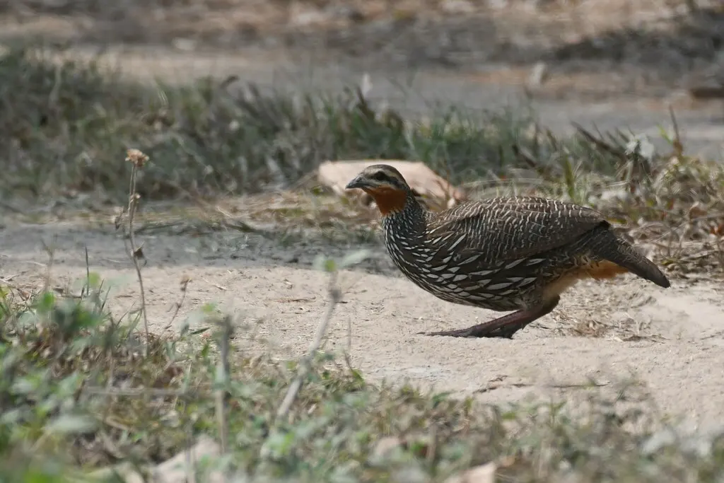 沼泽鹧鸪(Ortygornis gularis)