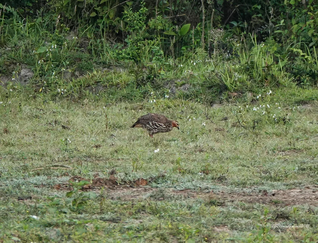 沼泽鹧鸪(Ortygornis gularis)