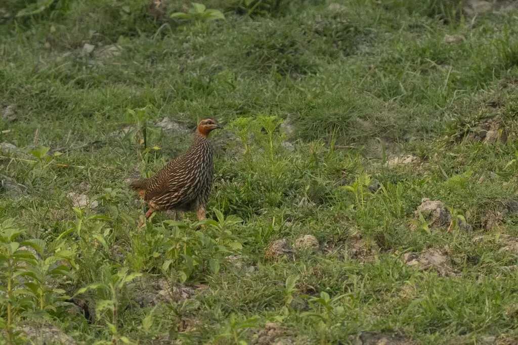 沼泽鹧鸪(Ortygornis gularis)