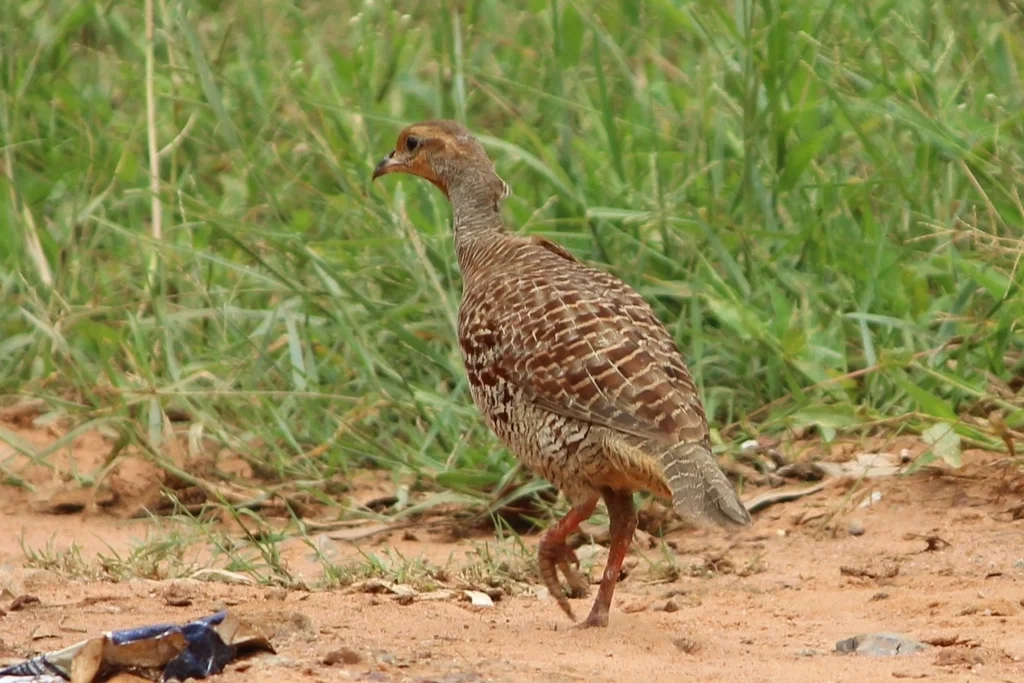 灰鹧鸪(Ortygornis pondicerianus)