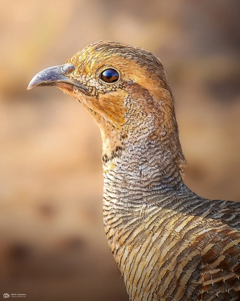 灰鹧鸪(Ortygornis pondicerianus)