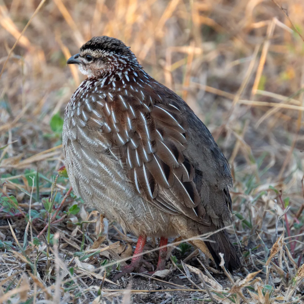 凤头鹧鸪(Ortygornis sephaena)