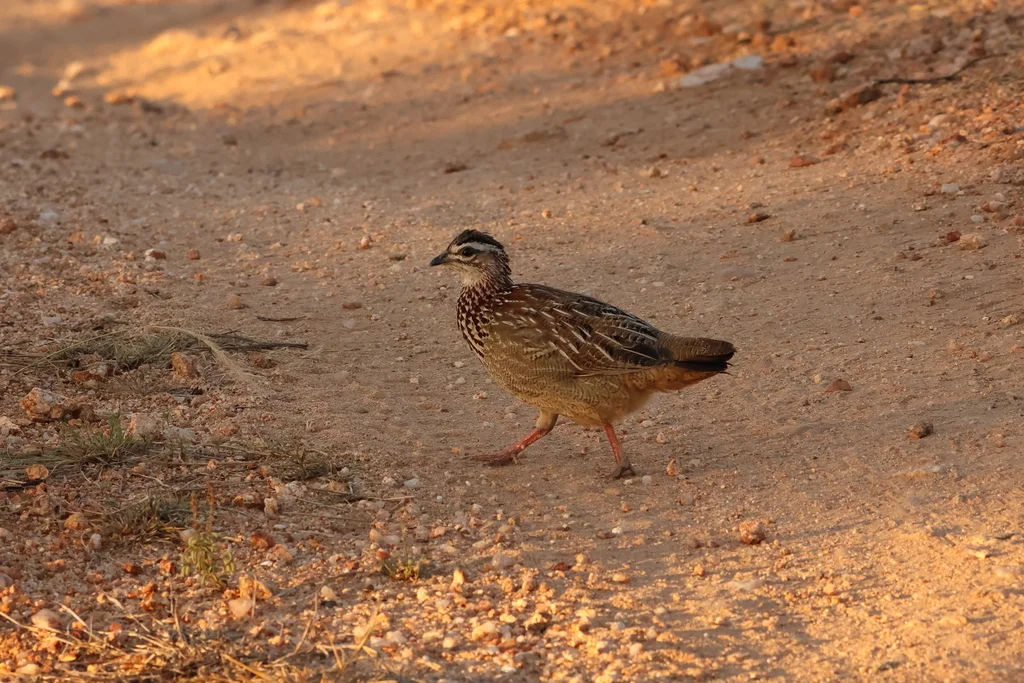 凤头鹧鸪(Ortygornis sephaena)