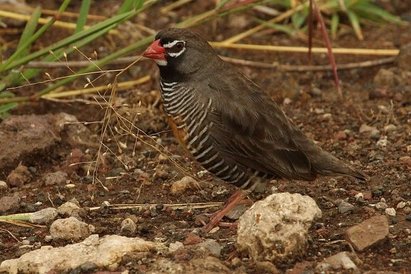 黑喉鹑雀(Ortygospiza atricollis)