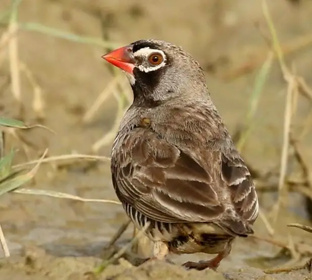 黑喉鹑雀(Ortygospiza atricollis)