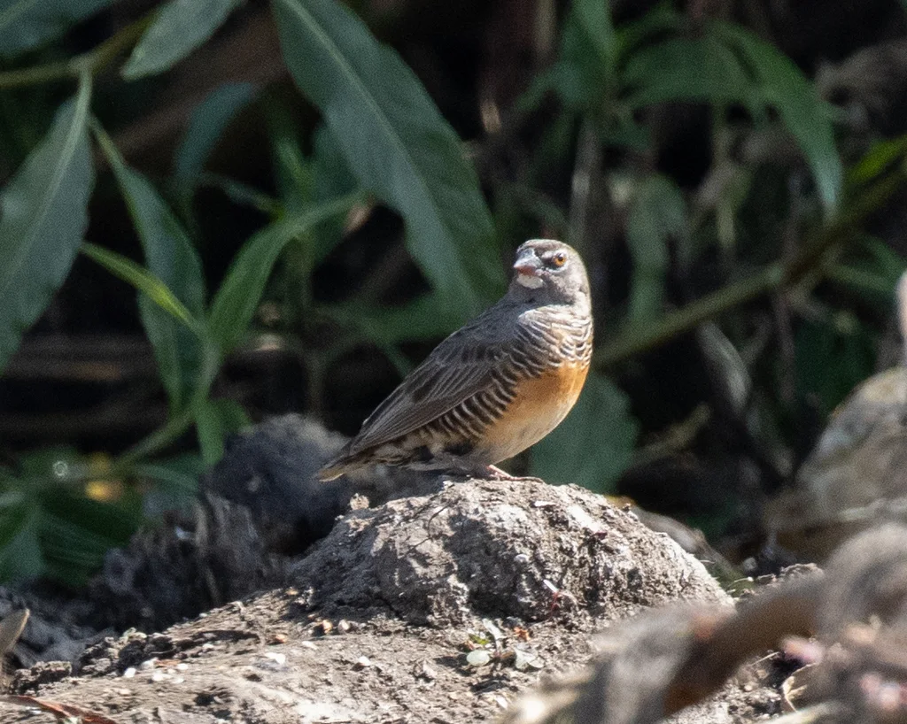 黑喉鹑雀(Ortygospiza atricollis)