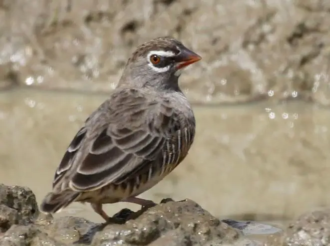 黑喉鹑雀(Ortygospiza atricollis)