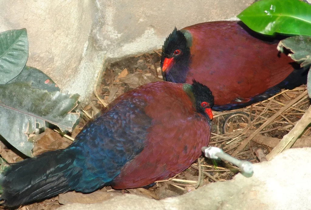 雉鸠(Otidiphaps nobilis)