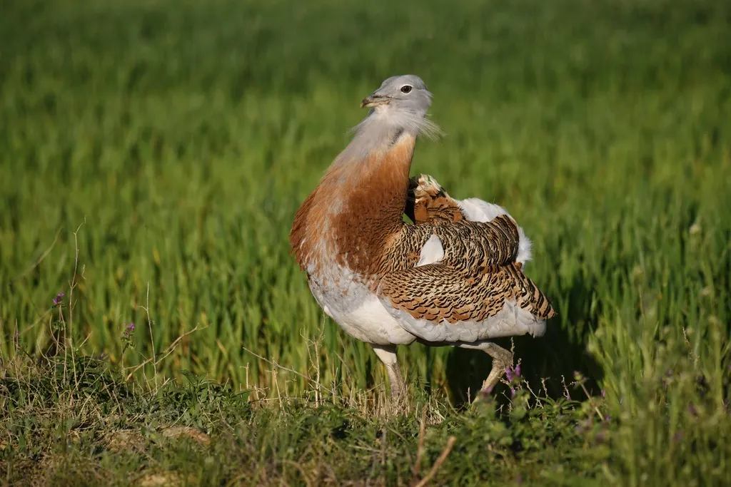 大鸨（Otis tarda）
