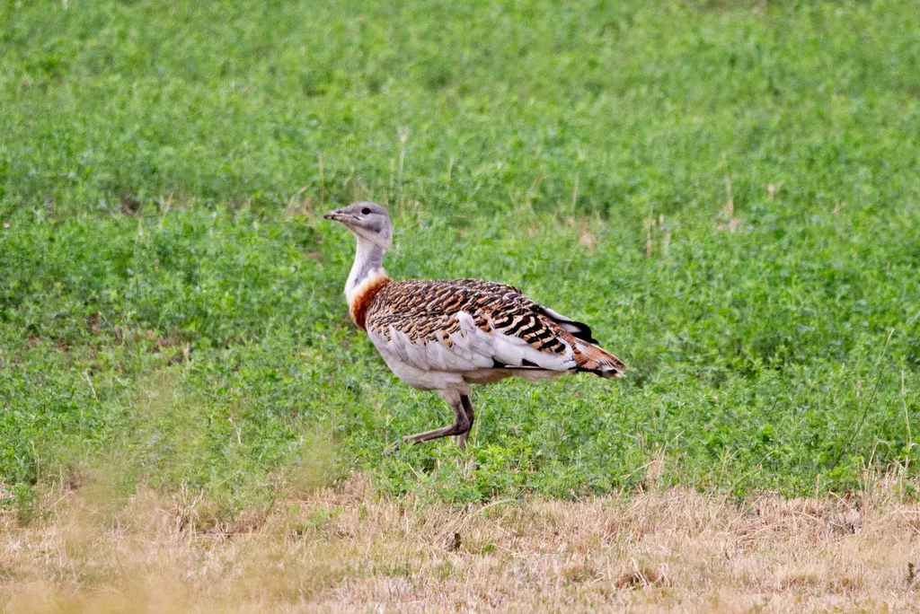 大鸨（Otis tarda）