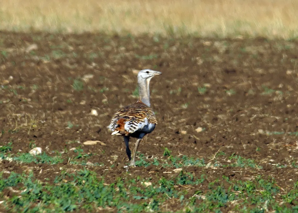 大鸨（Otis tarda）