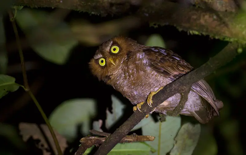 弗洛角鸮(Otus alfredi)
