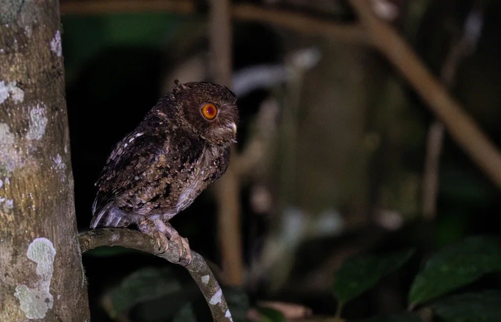 爪哇角鸮(Otus angelinae)