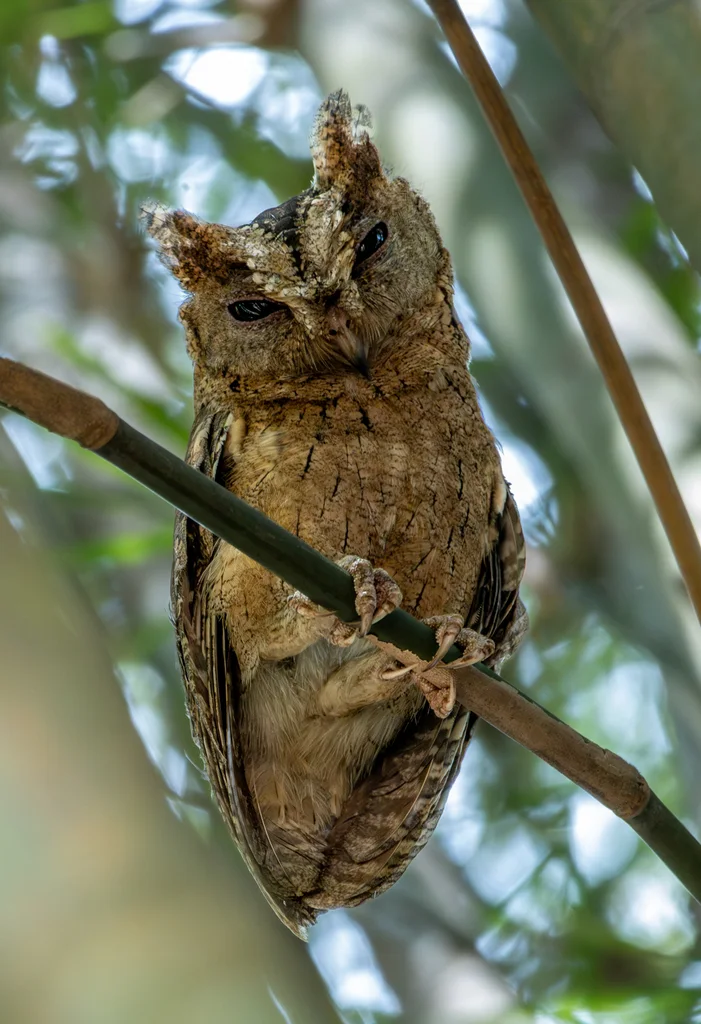 印度领角鸮(Otus bakkamoena)