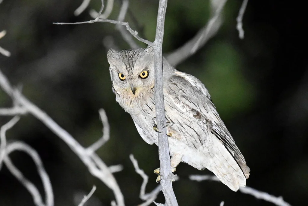 纵纹角鸮(Otus brucei)