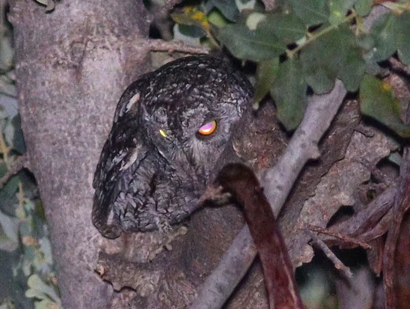塞浦路斯角鸮(Otus cyprius)