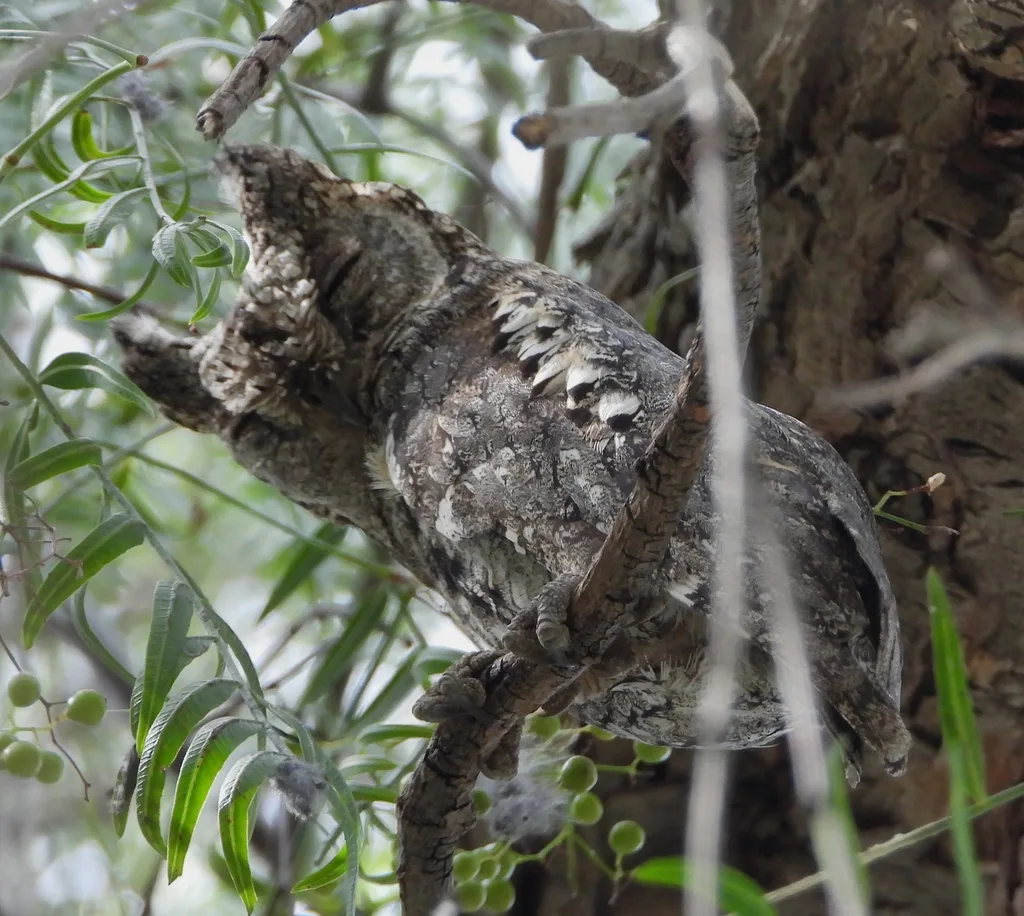 塞浦路斯角鸮(Otus cyprius)