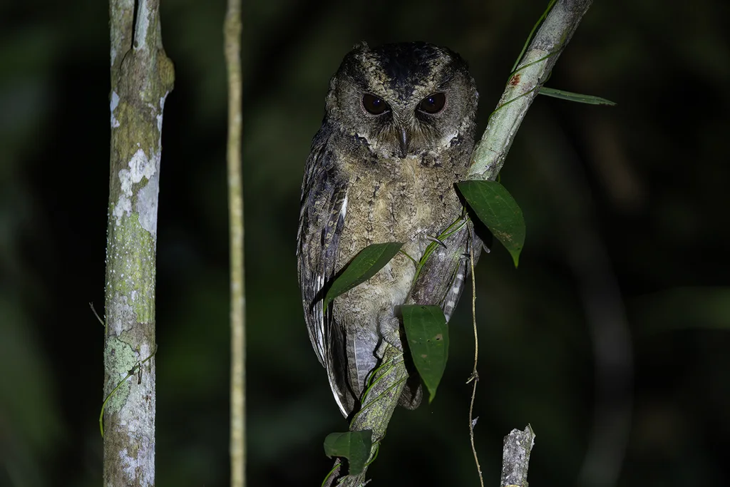 埃氏角鸮(Otus everetti)