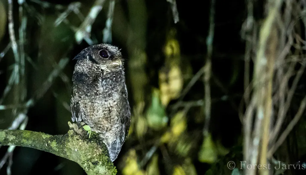 埃氏角鸮(Otus everetti)