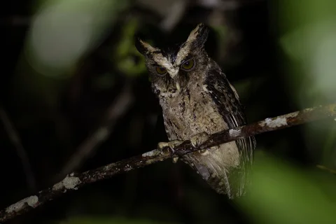 巴拉望角鸮