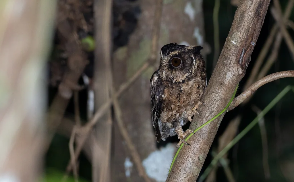 巴拉望角鸮(Otus fuliginosus)