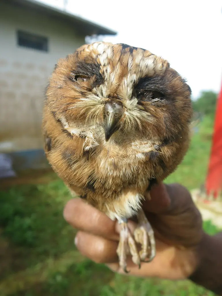 圣多美角鸮(Otus hartlaubi)