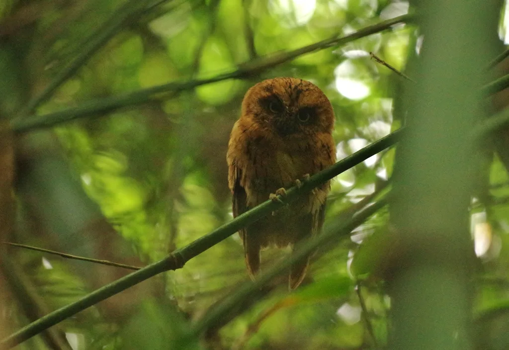 圣多美角鸮(Otus hartlaubi)