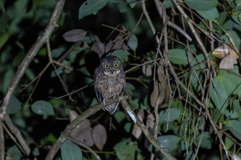 裸腿角鸮(Otus insularis)