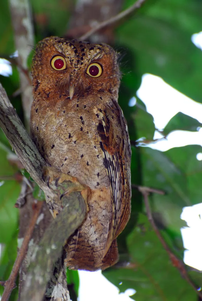 肯尼亚角鸮(Otus ireneae)