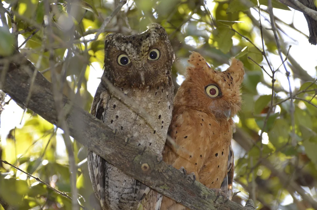 肯尼亚角鸮(Otus ireneae)