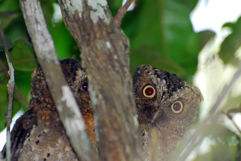 肯尼亚角鸮(Otus ireneae)