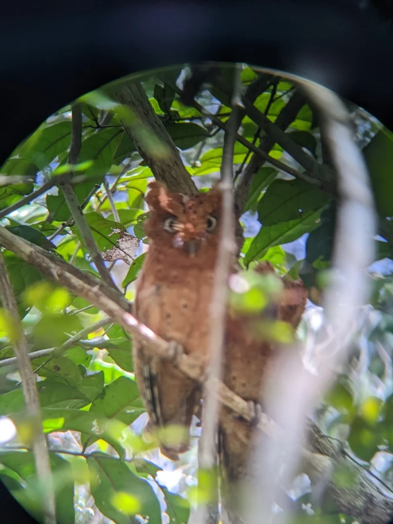 肯尼亚角鸮(Otus ireneae)