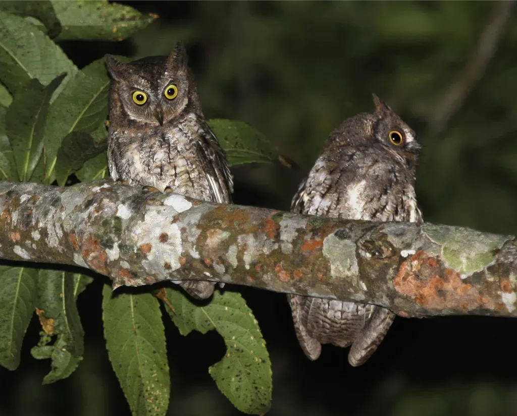 林加尼角鸮(Otus jolandae)