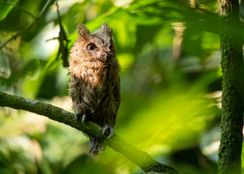 巽他领角鸮(Otus lempiji)