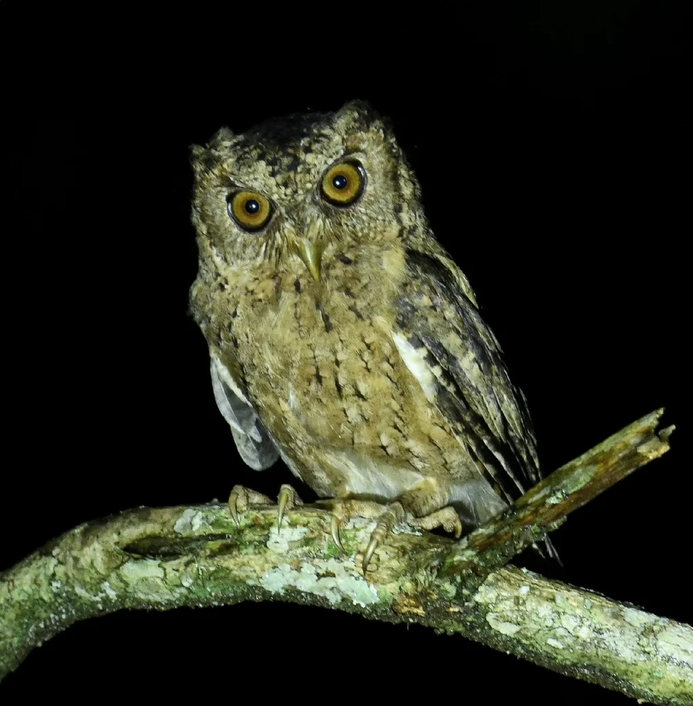 巽他领角鸮(Otus lempiji)