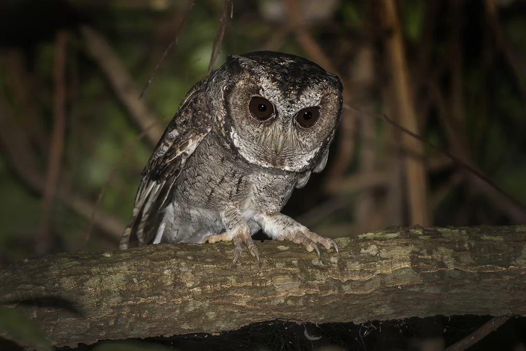 领角鸮(Otus lettia)